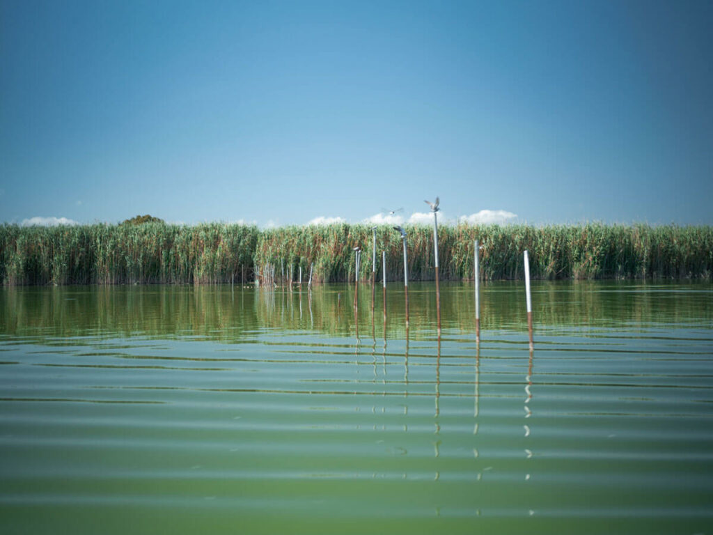 free tour albufera